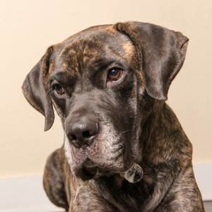 Meet your Posher, Winston